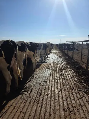 Cows 