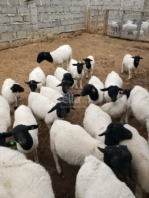 DORPER SHEEPS 