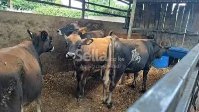 Jersey breeding bulls 