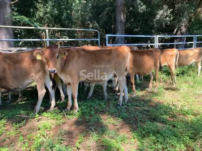 Heifers 