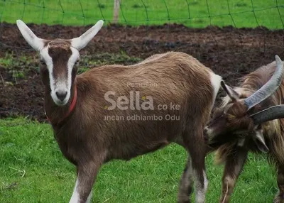 TOGGENBURG GOATS