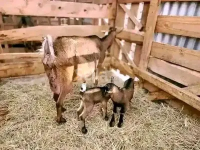 Dairy goat