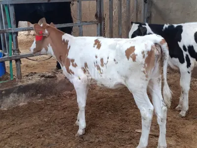 Pure pedigree Ayrshire calves 
