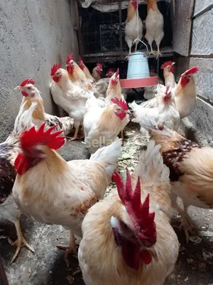COCK FOR SALE