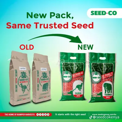 Duma 43 2kg maize seeds 
