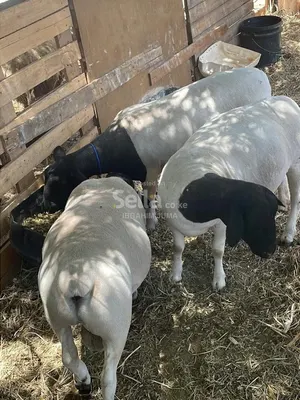 MATURED DOPER SHEEP