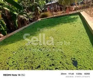 Azolla farming 