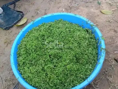 Azolla Seeds 