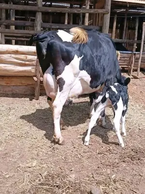 FRESHIAN COW 