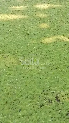 Azolla farming 