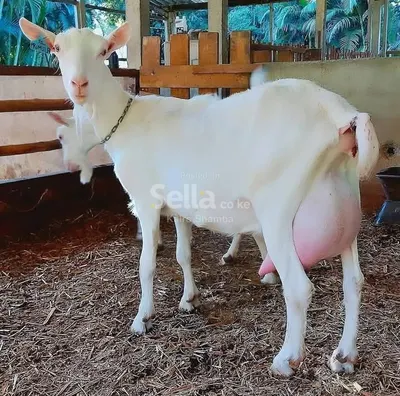 DAIRY GOATS AVAILABLE @10,000/=