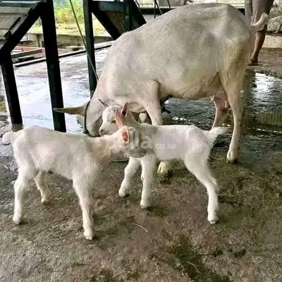 Dairy goats mother+ kids ksh 14,500/=