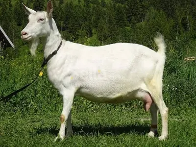 SANNEN DAIRY GOATS 