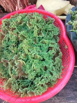 Azolla Seeds 