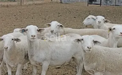 Dorper sheep on sale. Call&whatsapp 0757782377