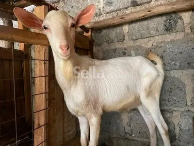 Saneen 