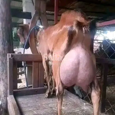 Dairy goat