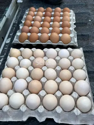 EGGS 