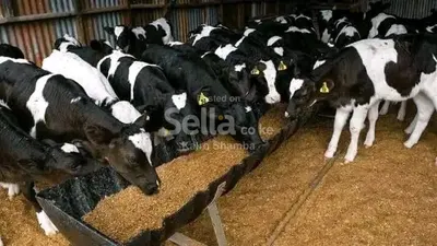 Freshian cows 5 months old ksh 12,500/=