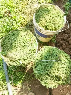 Azolla Seeds 