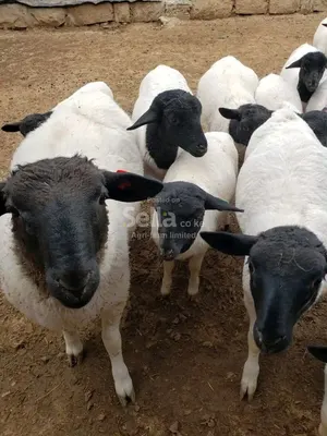 Sheeps 