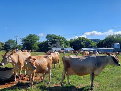 Jersey cattles 