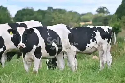 Heifers 
