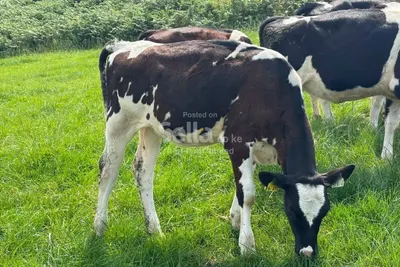 Calves