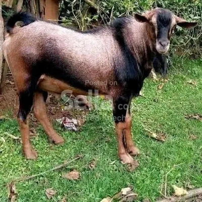 Dairy goats available for sale 
