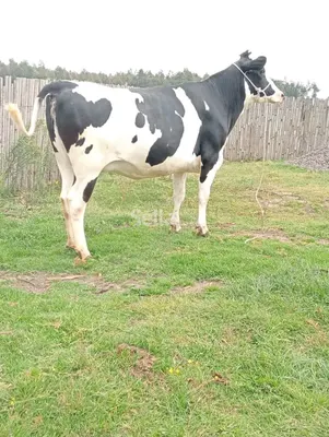 Freshian holstein heifers 
