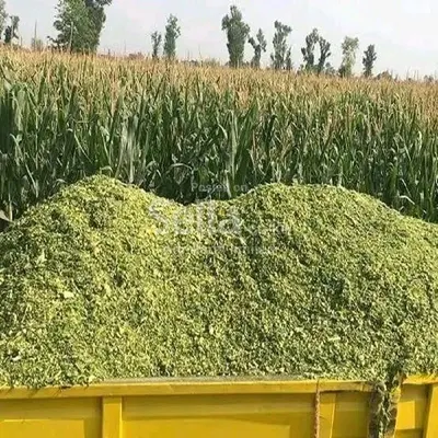 Silages 