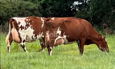 Ayrshire breeds 