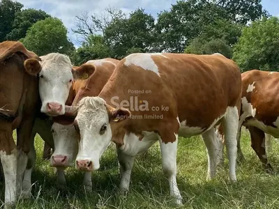 Simmental breeds 