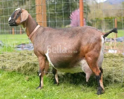 SAANEN DAIRY GOATS KSH 10,000/=