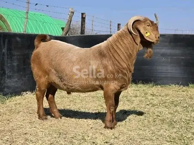 RED KALAHARI GOATS 