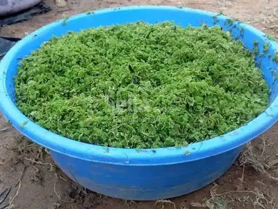 Azolla Seeds 