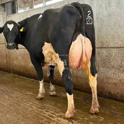 Freshian holstein breeds 