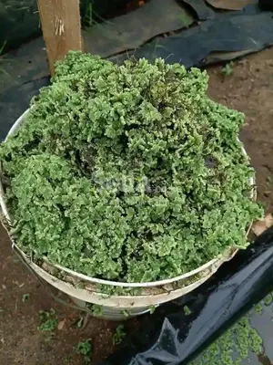 Azolla Seeds 