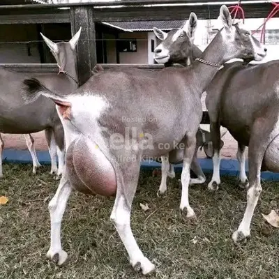 Goats for milk production 