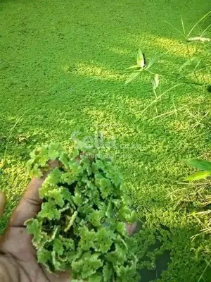 Azolla farming 