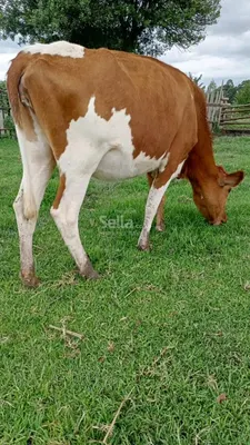 AYSHIRE COWS 
