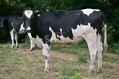 Freshian holstein 