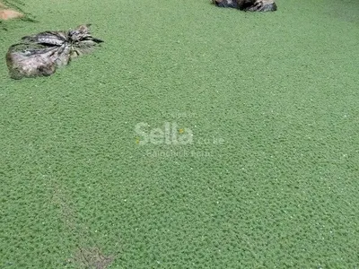 Azolla Seeds 