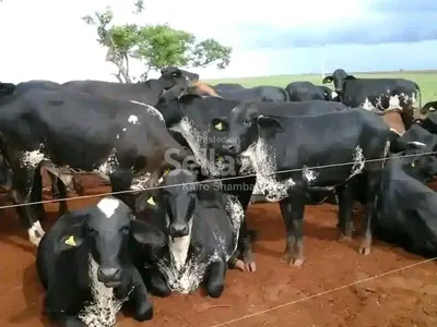 GIROLANDO PRODUCE 30-35LITERS PER DAY KSH 90,000/=