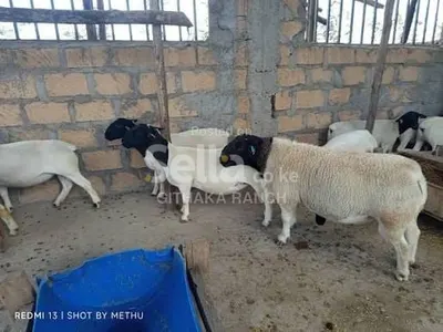 Dopa sheep 