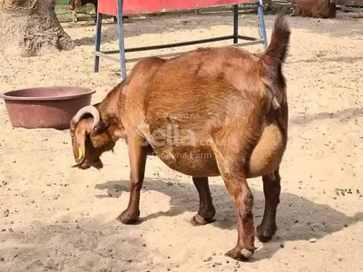 Kalahari red goat's 
