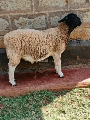 Doper sheep