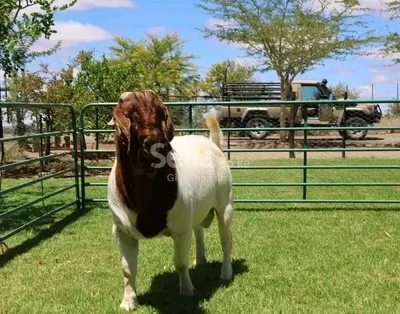 Boer goat's 