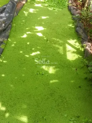 Azolla Seeds 