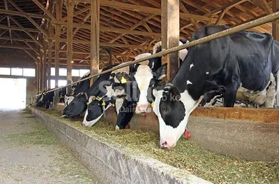Dairy farming 